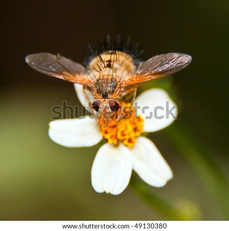 Hairy flying bug on a white and yellow flower