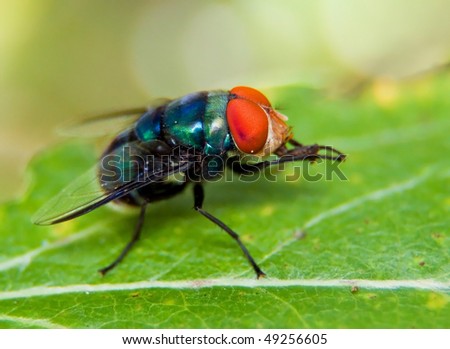 Macro of a fly sitting on a leave