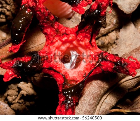 Macro of a red shiny slimy fungus on a forest floor