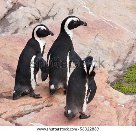 Three penguins walking over rocks in the colony towards the ocean