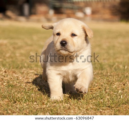 Puppies And Sunshine. White Labrador puppy runs