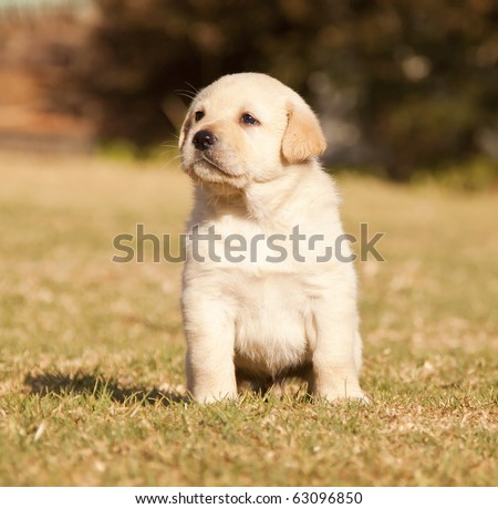 White Labrador puppy sits on grass in the sunshine