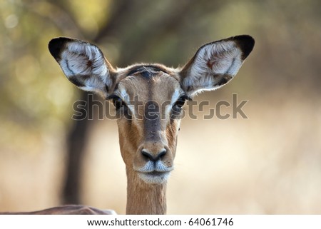 Impala doe with back-lighting portrait with flies