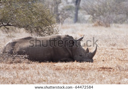 One rhino lying under a thorn bush in the sun