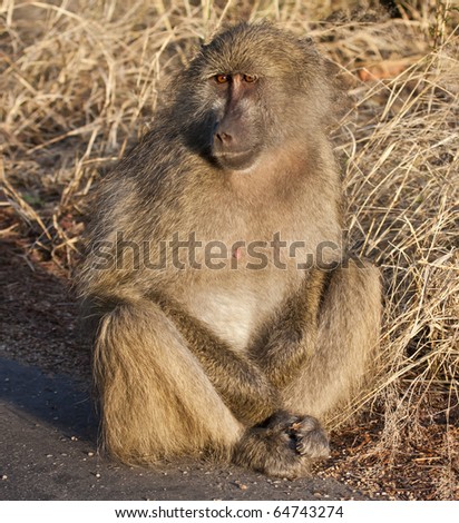 Baboon sitting on the side of a road in early morning sun