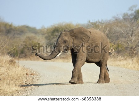 Young elephant crossing the road looking for his mom