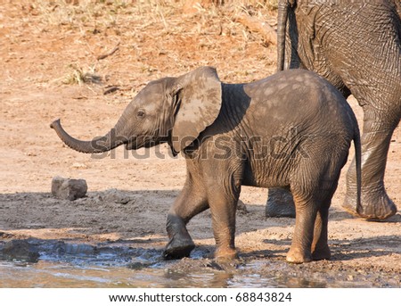 Wet elephant calf playing at the water hole in mud