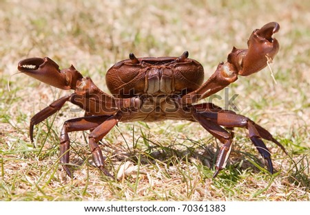 Agressive brown crab on grass standing up
