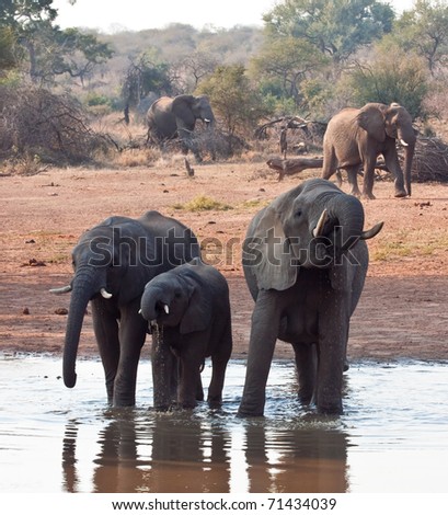 Herd of elephant drinking water  three at muddy hole