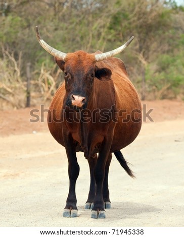 Brown cow walking along a dirt road in Africa sunshine