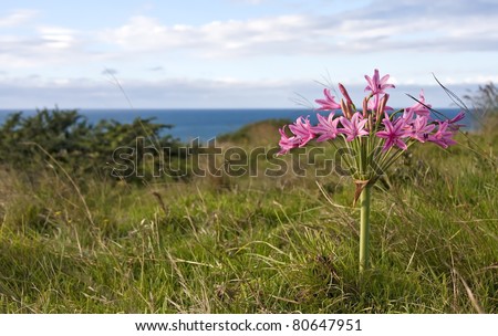 Closeup of pink flowers with the ocean in the background green grass