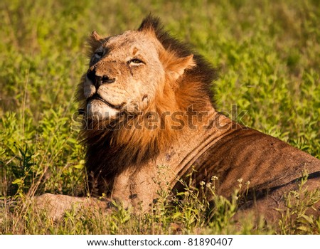 Lion male lying in green grass waiting to hunt