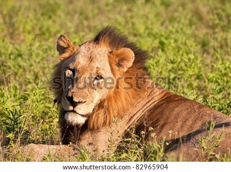 Lion male lying in green grass waiting to hunt