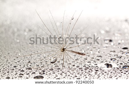 Dainty dandilion on wet surface with silverish droplets all around it