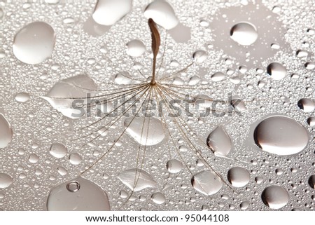 Brown dandilion seed on wet, silver surface with lots of water drops