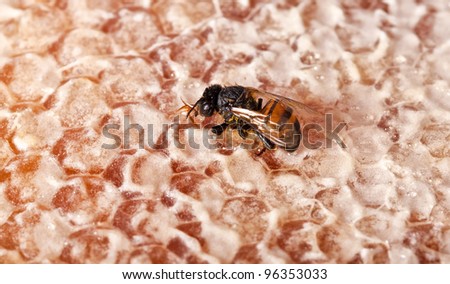 Single bee on yellow honeycomb sucking some sweet honey