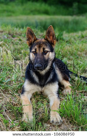 beautiful dog of breed the German shepherd lying on a grass