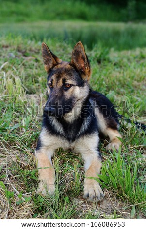 beautiful dog of breed the German shepherd lying on a grass