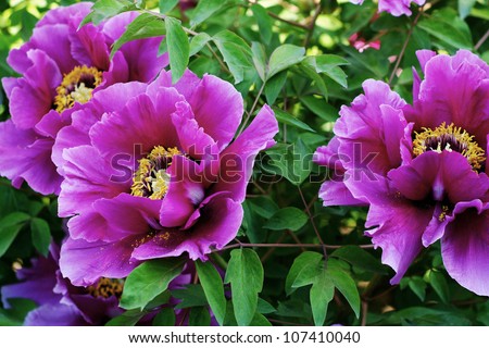 Peony Flowers on Isolated On Vase Of Pink Peony Flowers Find Similar Images