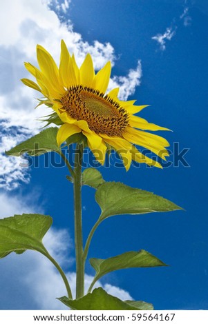 yellow sunflower sun sky petal flower