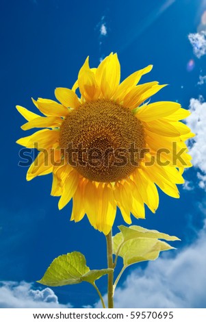 yellow sunflower sun sky petal flower