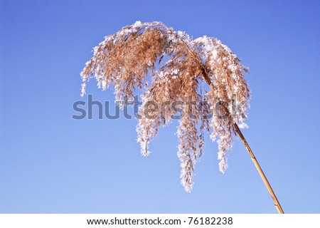 feather grass snow nature ice winter sky plumes