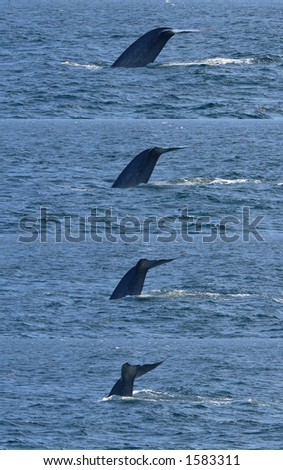 Sequence of a blue whale's tail flukes as he dives off of Santa Barbara, California