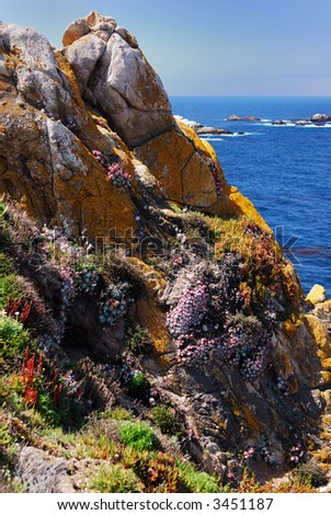 Plants and flowers growing on rocks along the coast in Central California