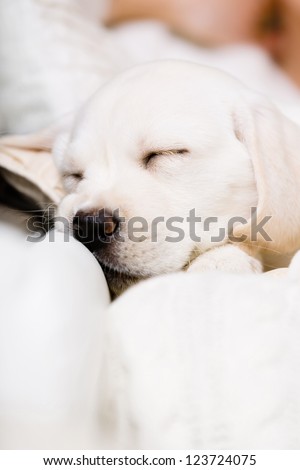 Close up of sleeping Labrador puppy on the hands of female owner sitting on the sofa