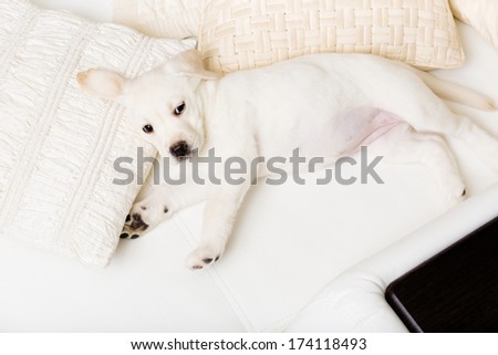 Top view of white Labrador puppy lying on the side on the white leather sofa