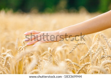 Close up of hand over field of gold and ripe rye. Concept of great harvest and productive seed industry