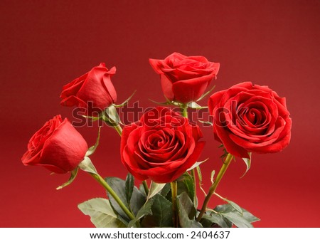 Bouquet of five red roses on the red background