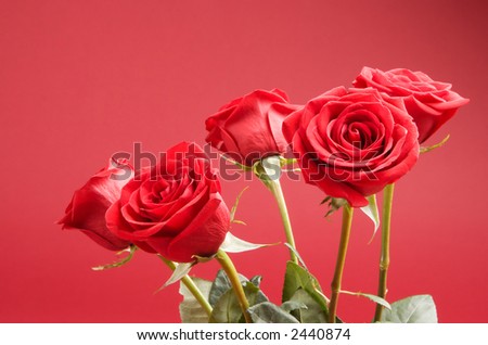 Bouquet of five red roses on the red background
