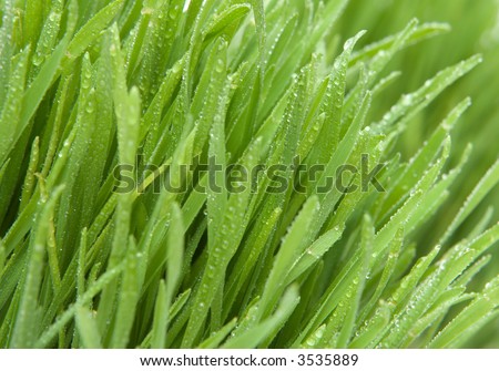 Cut grass close up