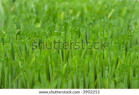 Cut grass close up