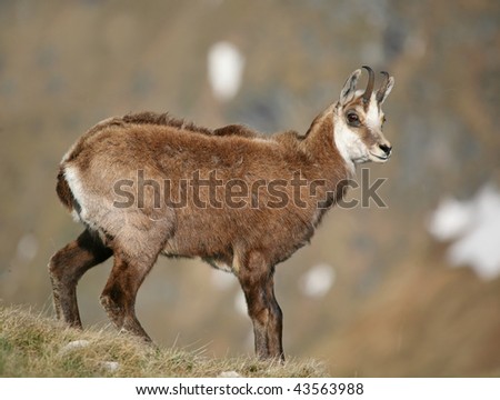 Mountain goat in tatra mountain