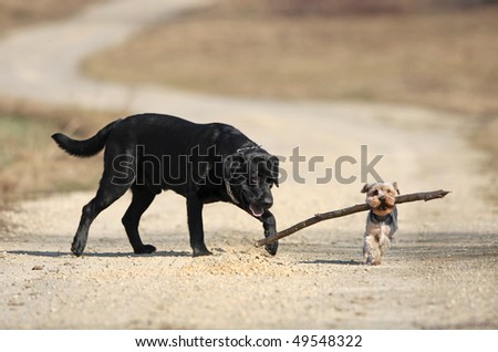 Labrador retriever and yorkshire terrier playing with stick