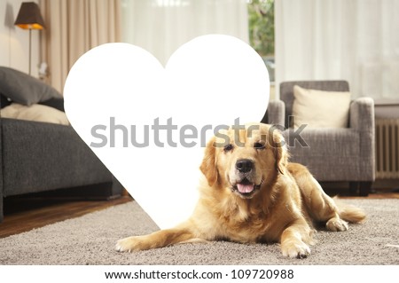 Golden retriever dog with white heart for copy space in living room