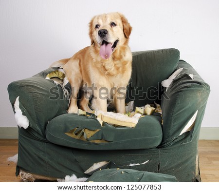 Golden Retriever Dog Demolishes Chair