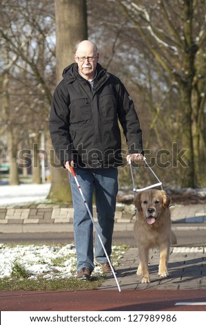 Guide dog is helping a blind man.