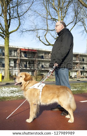 Guide dog is helping a blind man.