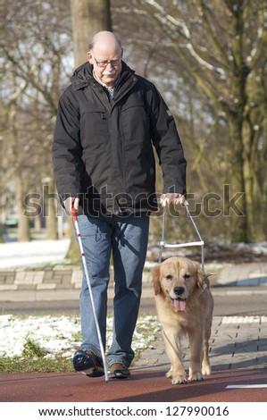 Guide Dog Is Helping A Blind Man.