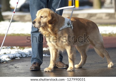 Guide Dog Is Helping A Blind Man.
