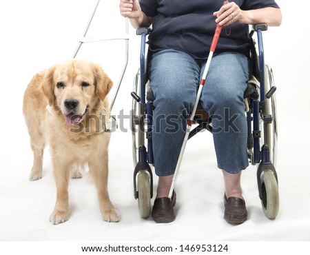 Woman in wheelchair with guide dog isolated on white