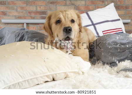 Golden retriever dog demolishes pillow on a bed in the bedroom.