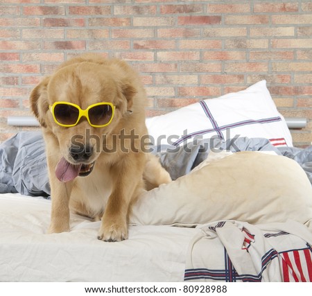 Golden retriever dog with sunglasses