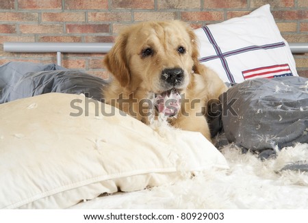 Golden retriever dog demolishes pillow on a bed in the bedroom