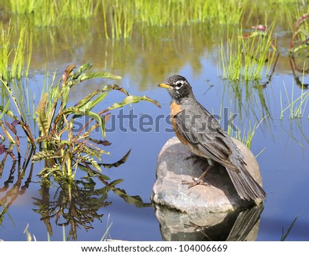 American Robin Sitting On A Stone In A Pond