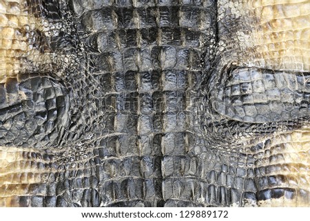 Alligator Skin Texture For Background