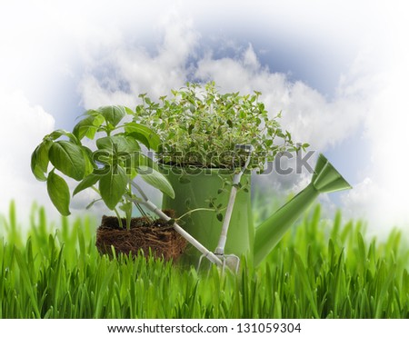 Oregano And Basil Herbs Ready To Plant